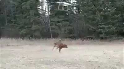 Todos los perritos van al cielo