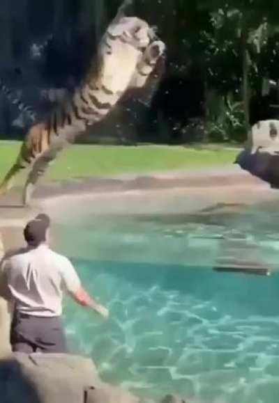Good catch,should play for the Bengal Tiger