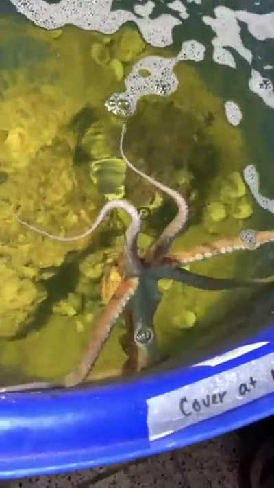 My LFS has this cool dude for sale.