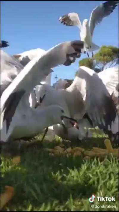 Feeding time