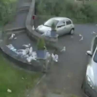 Just dropping off some groceries
