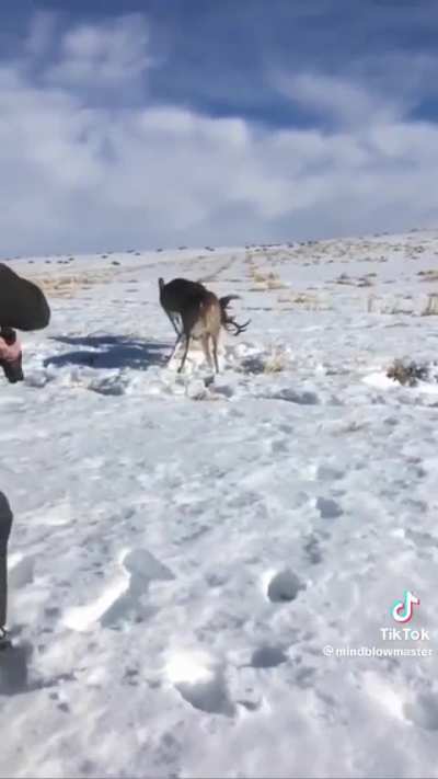 Separating two stuck deer with a shotgun
