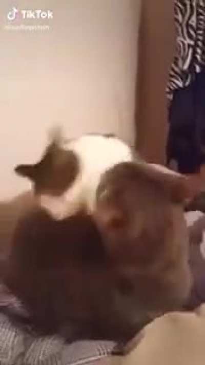 Sneak attack