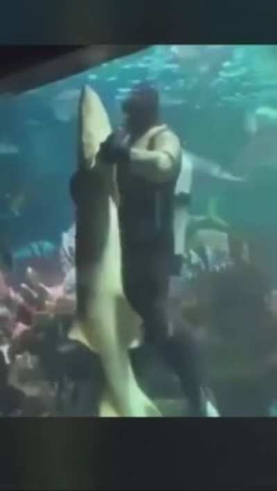 Dance shark 🦈