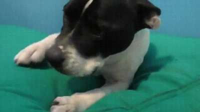 Shelter animals try cozy new donated beds