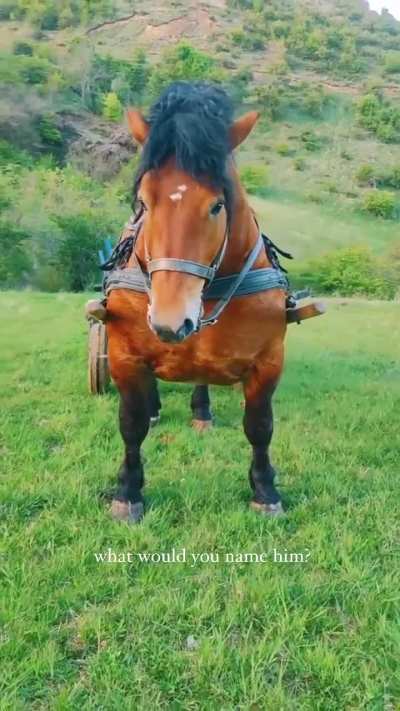 Stallion of Destruction