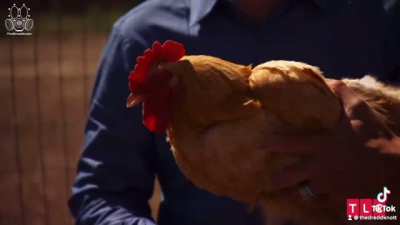 Quick Chicken Math