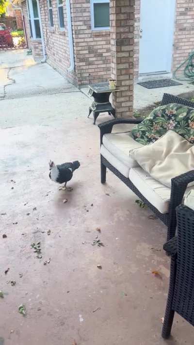 Doesn’t like intruders in my yard. Does this all day long.