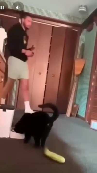scaring to cat
