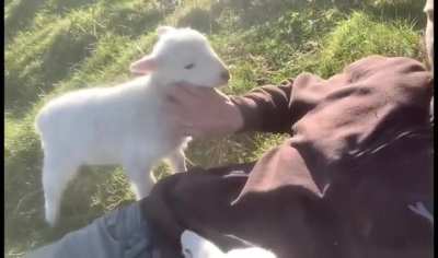 Lamb doesn’t want the pets to stop  