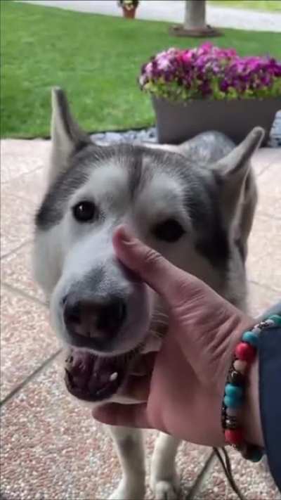 Husky’s engine won’t start.
