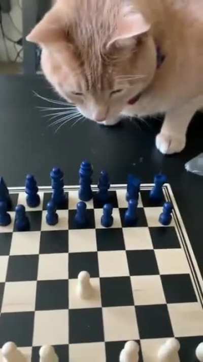 Кошачий гамбит