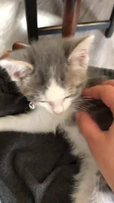 Every time I pet my kitten he starts purring and meowing like this. Never had this happen is he okay should I stop petting him?