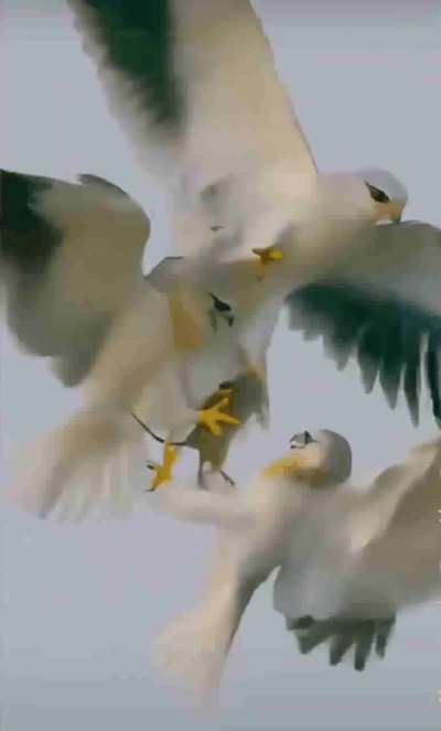 Birds swap prey mid-flight