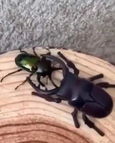 It's the size of the fight that matters most...