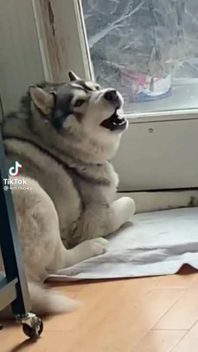 Husky go brr