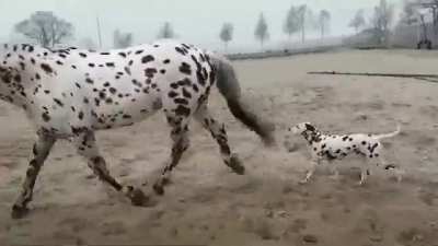 Wait a minute, brother.Tell me why you're so big!
