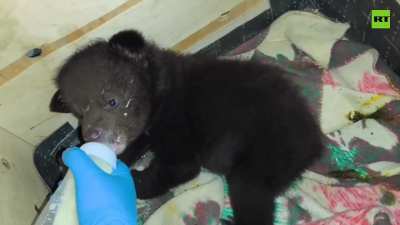 2 Himalayan bear cubs were rescued in Russia after poachers shot their mother during hibernation. They were found in the den and brought to an animal rehabilitation center where they're being cared for