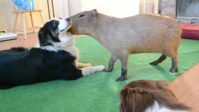 Capybara meets Dog