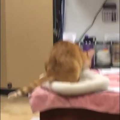 He watched Aladdin one too many times