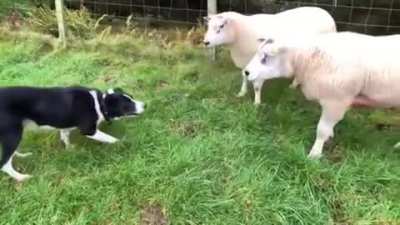 Shepherd dog's focus and resilience is unmatched