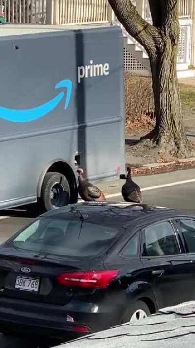 Turkeys vs Drivers