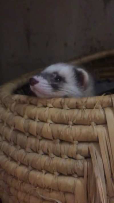Basket case