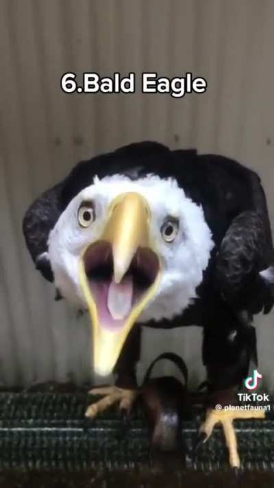 Un poco de pájaros