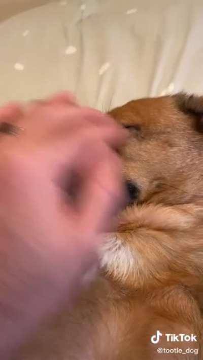 Saying goodbye to dog vs wife