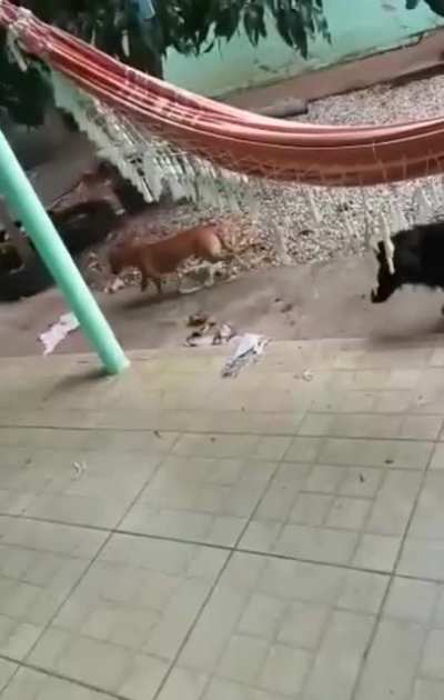 Doggo is a son of a bi***