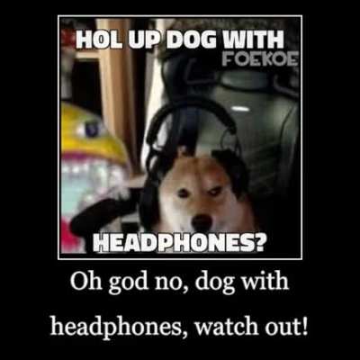 dog just vibin