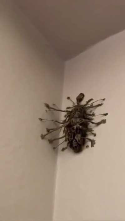 Mutation bug ready to evolve in the house