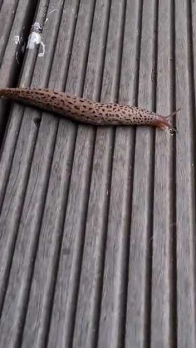 Der Tigerschnegel wurde gesichtet 🐅🐌