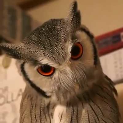 Owl transforms into combat mode