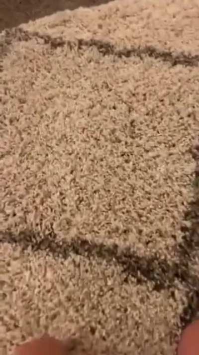 What could go wrong rubbing this rug