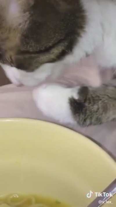cat tries ramen