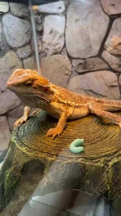 Our rescue Tyrion eating his third hornworm! He’s even getting a little tummy!!