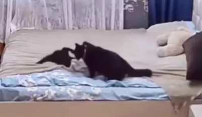 Mum telling the little kitty off and fixing the mess it made 🐱
