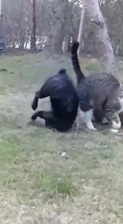Body slam..