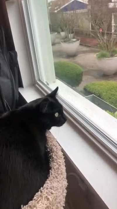 What is this noise? What does it mean? Is my cat really a cat?