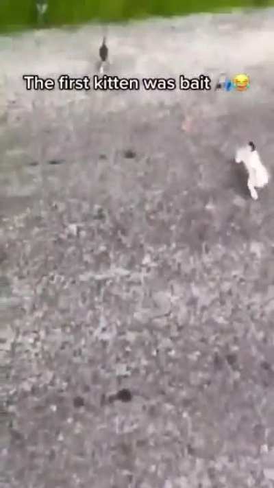 a kitten problem