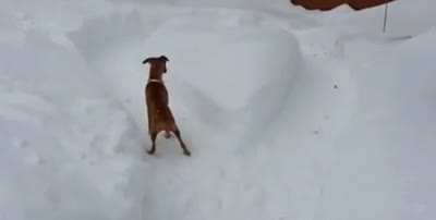 Older dog pranks pup