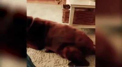 Dog fart made the cat comit!