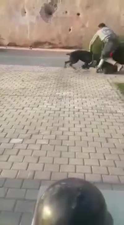 Dumb kid hits a Dobermann, screeches when karma bites him hard