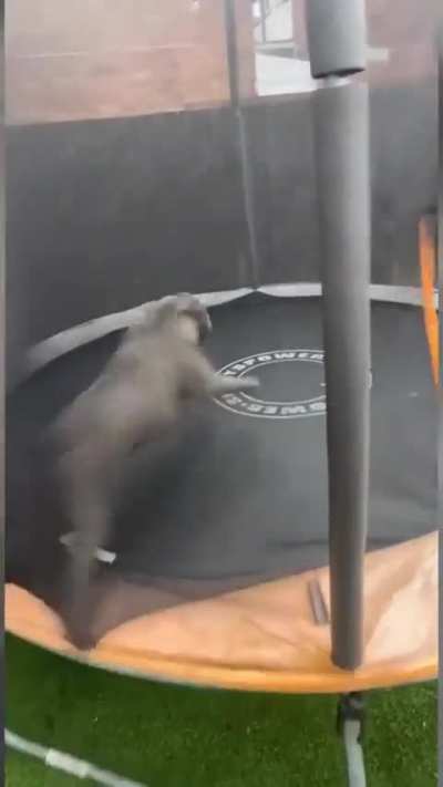 Everybody jump! Jump!