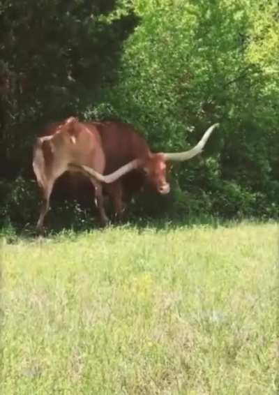 My spirit animal