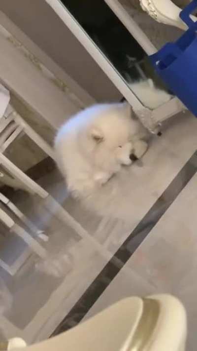 When no one is around to boop this dog's snoot, he boops it himself.