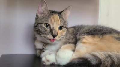 Blep!