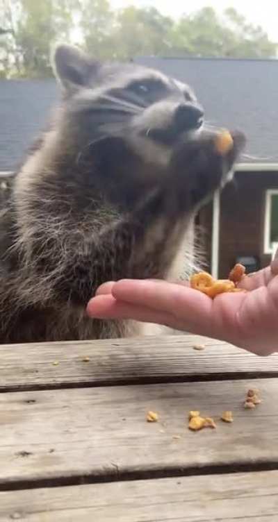 Since you guys liked my son Ricky so much, I figured it was my duty to share some more lil grabbies for y’all :)