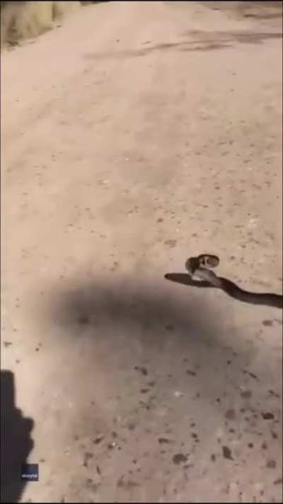 Eastern Brown Snake - She’s making sure that I’m not gonna have a crack... (credit to Alex Reynolds)